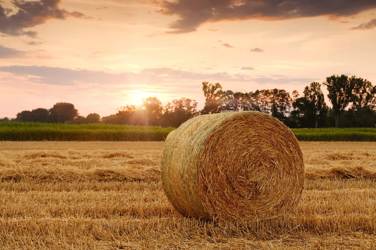 ein Bild von einem Feld, schöne Atmosphäre